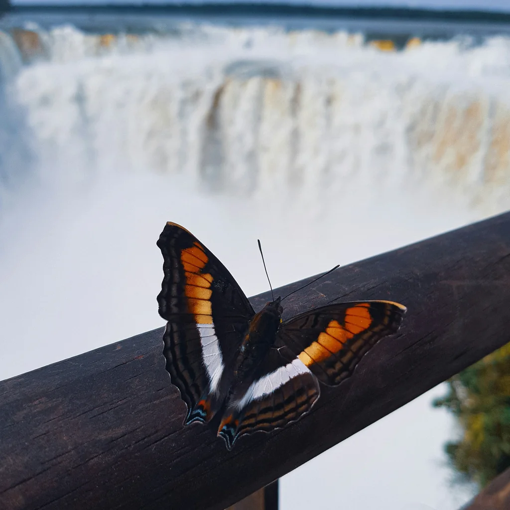 Mariposa posada frente a la cortina de agua